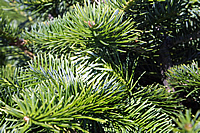 Abies balsamea var. phanerolepis - Canaan Fir
