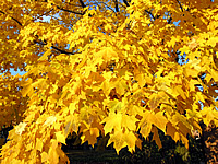 Acer saccharum--Sugar Maple