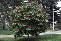 Aesculus pavia - Red Buckeye