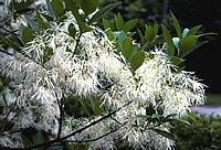 Chionanthus virginicus - White Fringetree