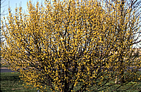 Cornus mas - Corneliancherry Dogwood
