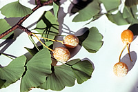 Gingko biloba - Gingko