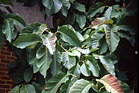 Magnolia acuminata - Cucumbertree Magnolia