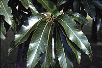 Quercus acutissima - Sawtooth Oak