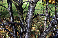 Syringa reticulata - Japanese Tree Lilac