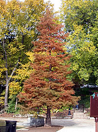  Taxodium distichum - Common Baldcypress