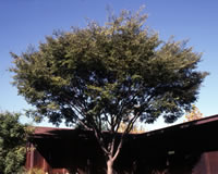 Zelkova+serrata+village+green